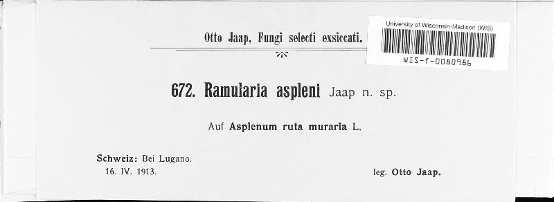 Ramularia asplenii image