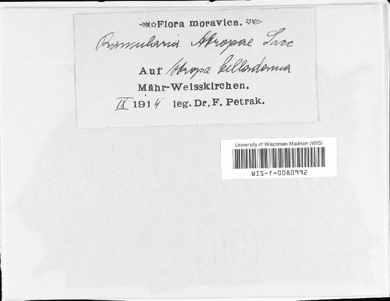 Ramularia atropae image