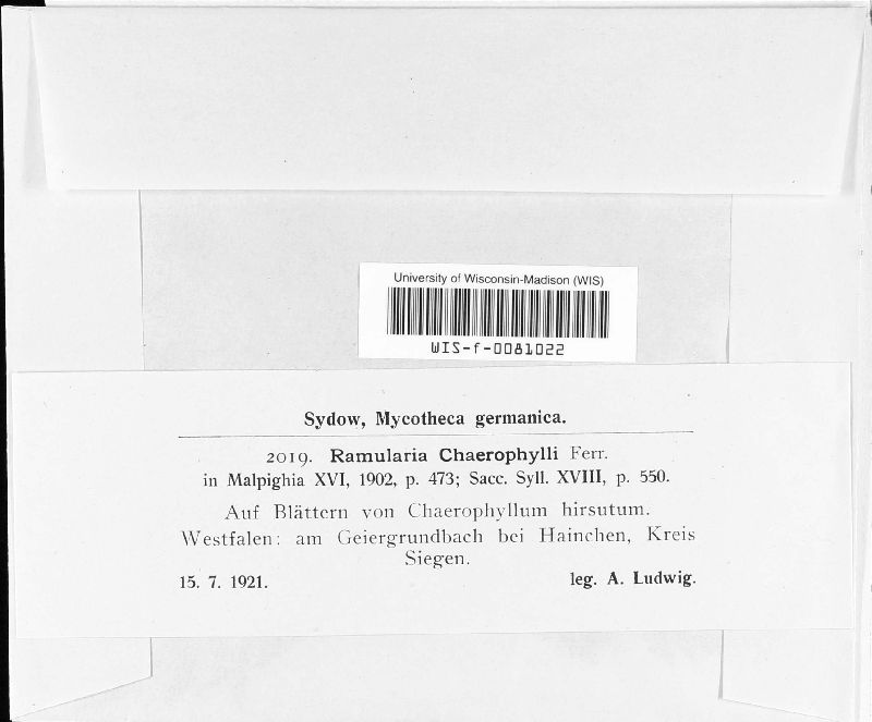 Ramularia chaerophylli image
