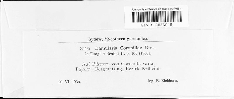 Ramularia coronillae image