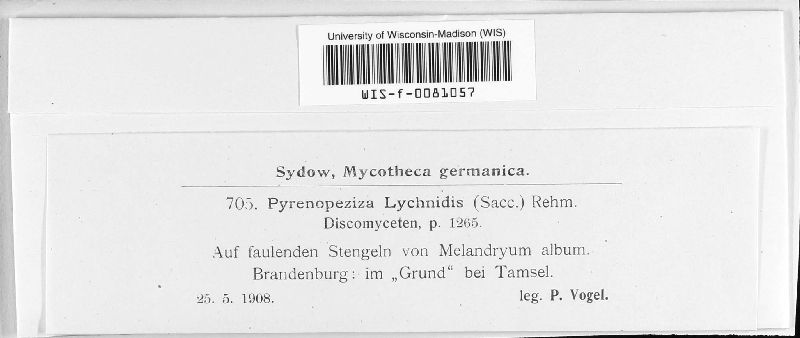 Pyrenopeziza lychnidis image