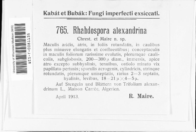 Rhabdospora alexandrina image