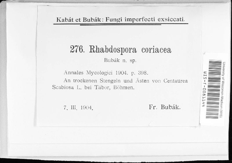 Rhabdospora coriacea image
