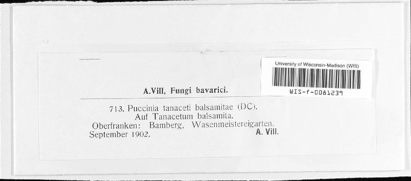 Puccinia tanaceti-balsamitae image
