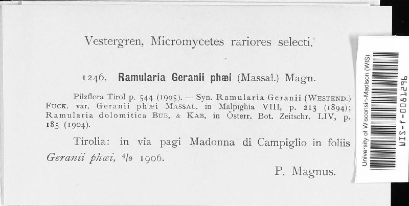 Ramularia geranii-phaei image