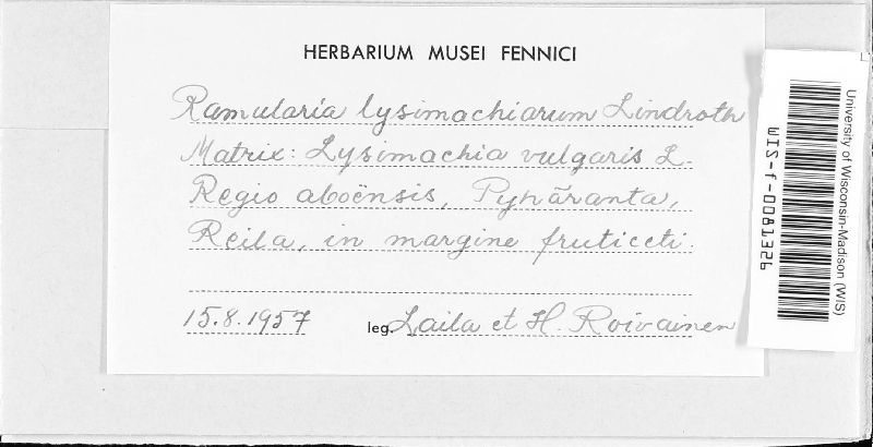 Ramularia lysimachiarum image