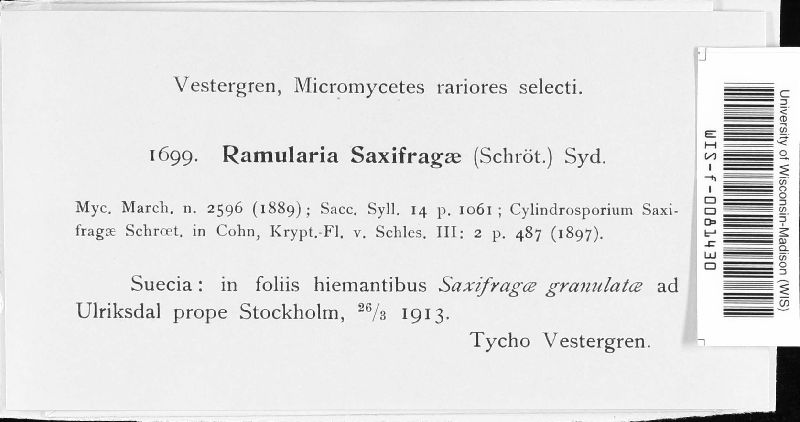 Ramularia saxifragae image