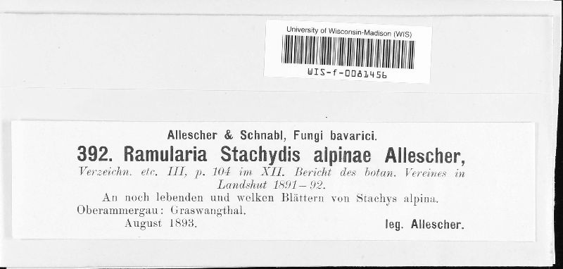 Ramularia stachydis-alpinae image