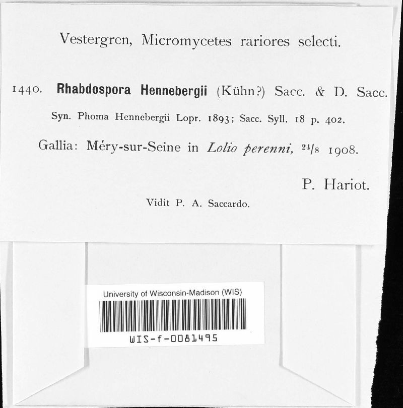 Rhabdospora hennebergii image