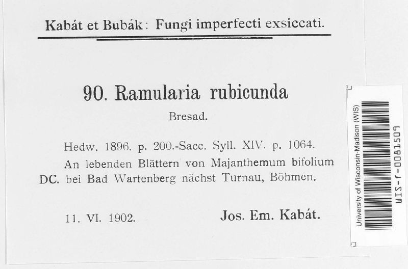 Ramularia rubicola image