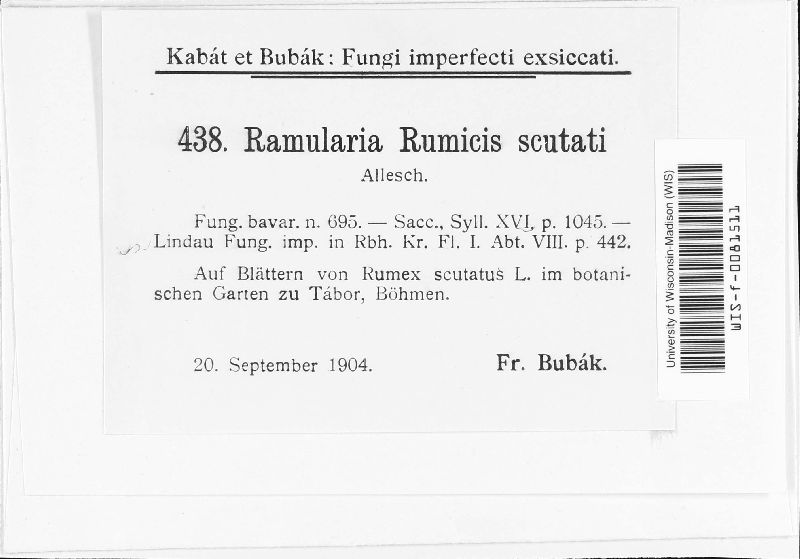 Ramularia rumicis-scutati image