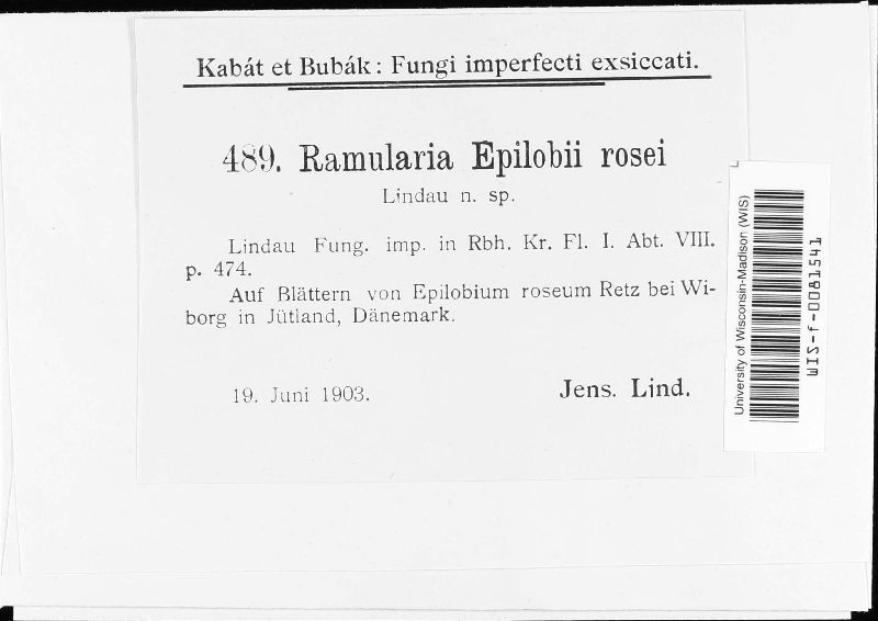 Ramularia epilobii image