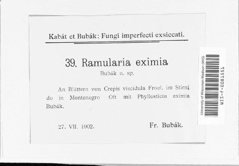 Ramularia eximia image