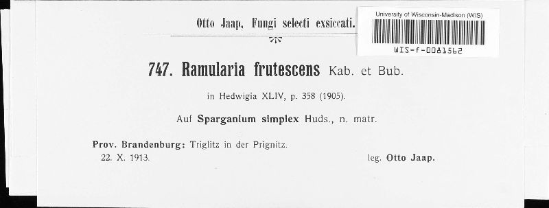 Ramularia frutescens image