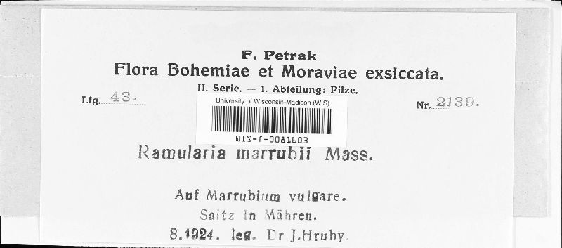 Ramularia marrubii image