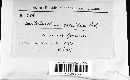 Septobasidium crinitum image
