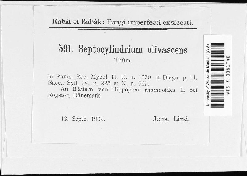 Septocylindrium olivascens image