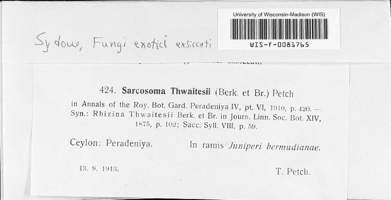 Sarcosoma thwaitesii image