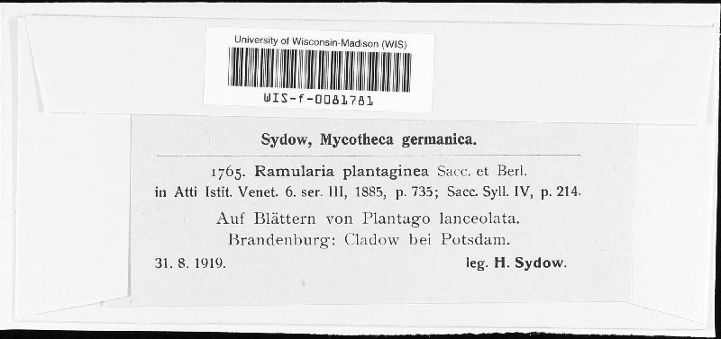 Ramularia plantaginea image