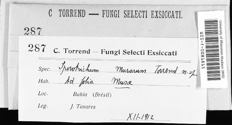Sporotrichum musarum image