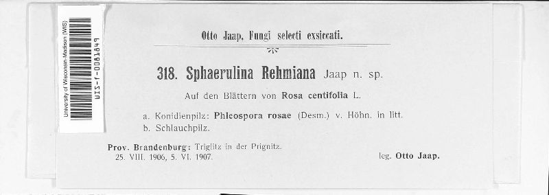 Sphaerulina rehmiana image