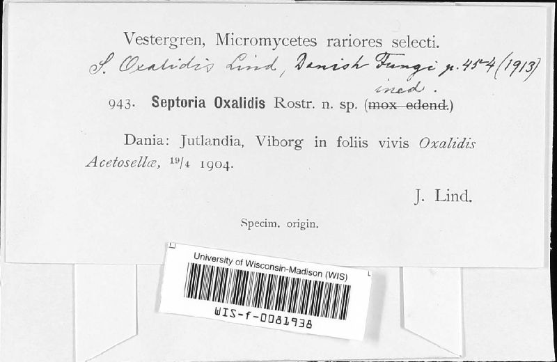 Septoria oxalidis image