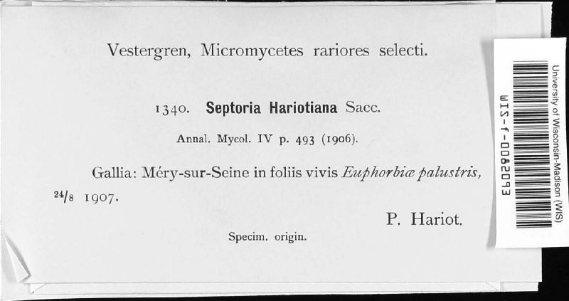 Septoria hariotiana image