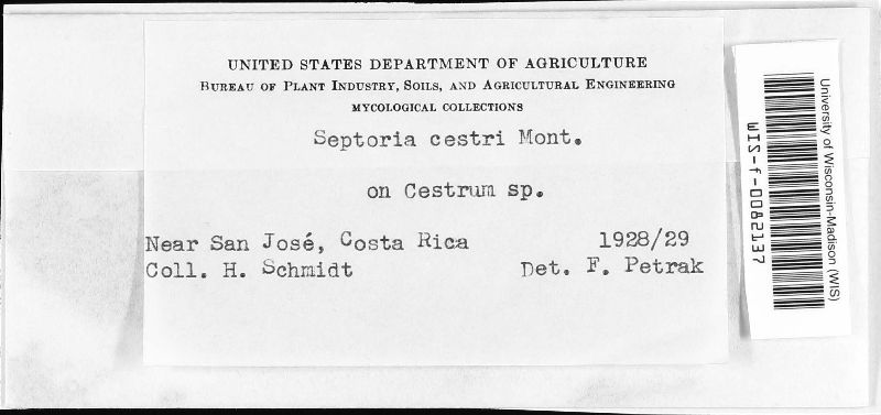 Septoria cestri image