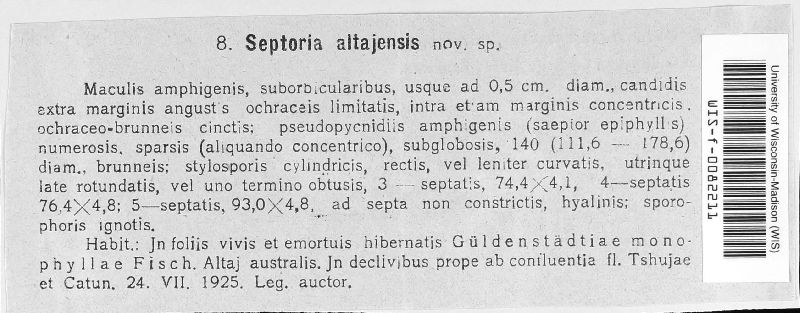 Septoria altajensis image
