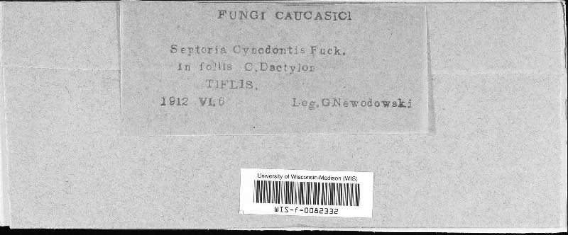 Septoria cynodontis image