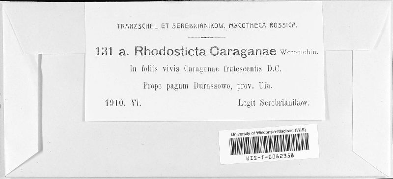Rhodosticta caraganae image