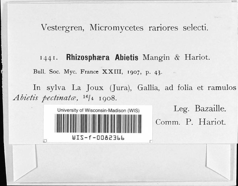 Rhizosphaera abietis image