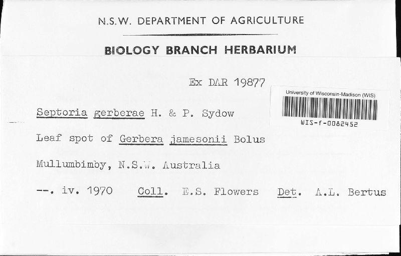 Septoria gerberae image