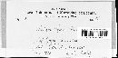 Septoria lycopi image