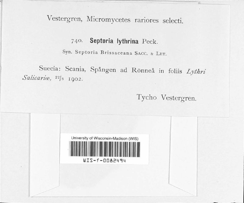Septoria lythrina image