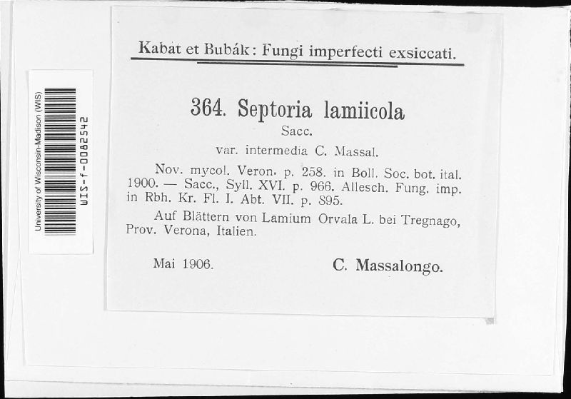 Septoria lamiicola var. intermedia image