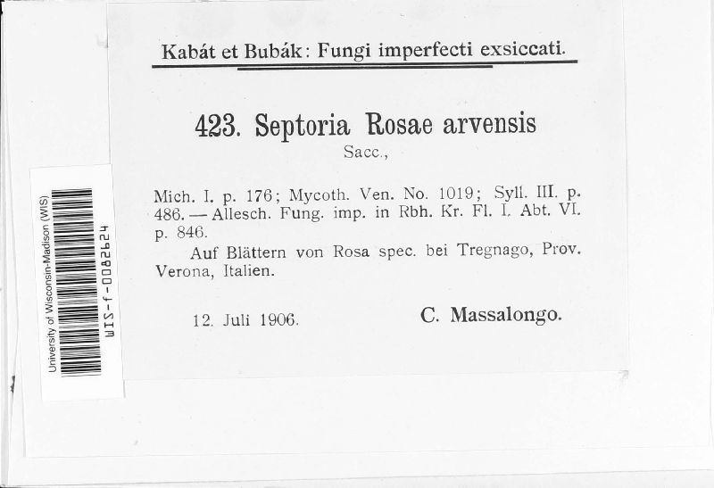 Septoria rosae-arvensis image
