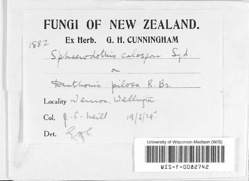 Sphaerodothella danthoniae image