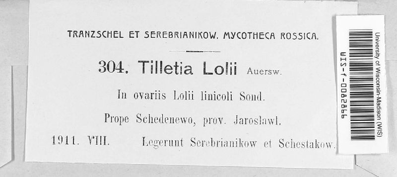 Tilletia lolii image