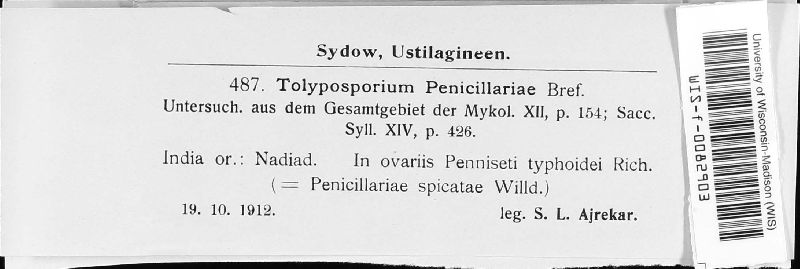 Moesziomyces bullatus image