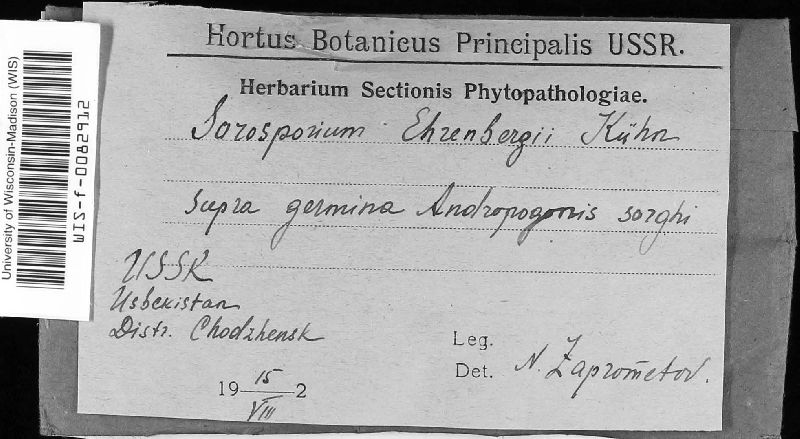 Sorosporium ehrenbergii image