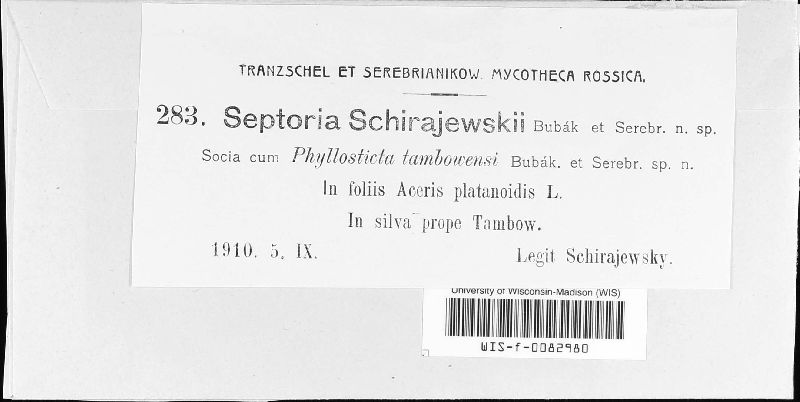 Septoria schirajewskii image