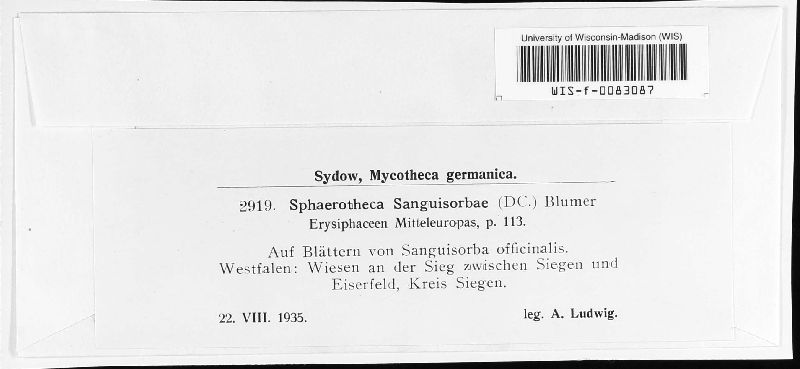 Sphaerotheca sanguisorbae image