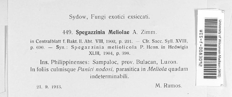 Spegazzinia meliolae image