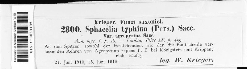 Epichloë phina image