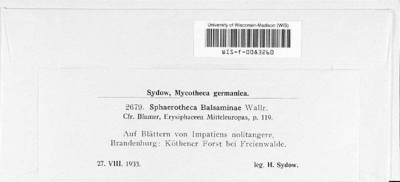 Sphaerotheca balsaminae image