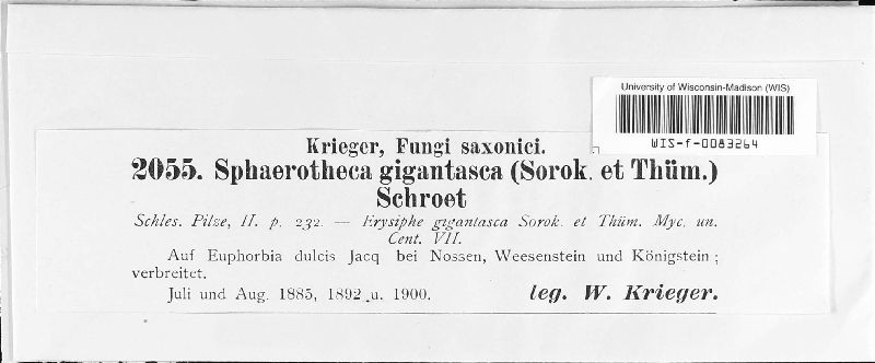 Sphaerotheca gigantiasca image