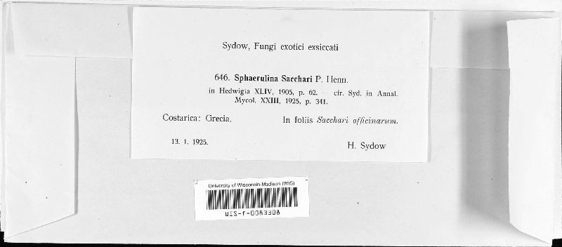 Sphaerulina sacchari image