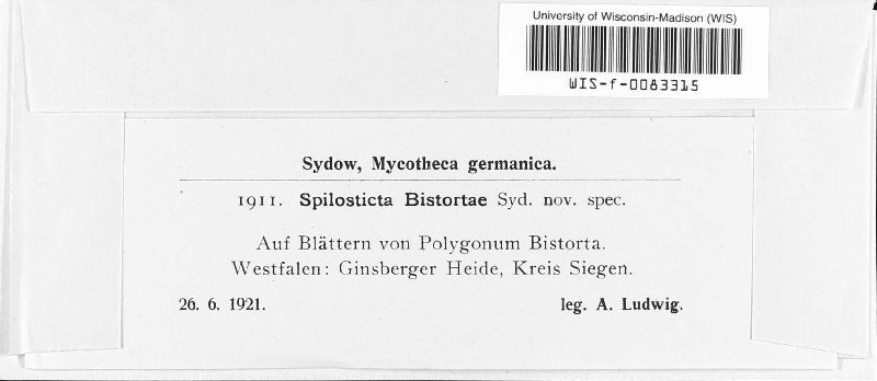 Spilosticta bistortae image