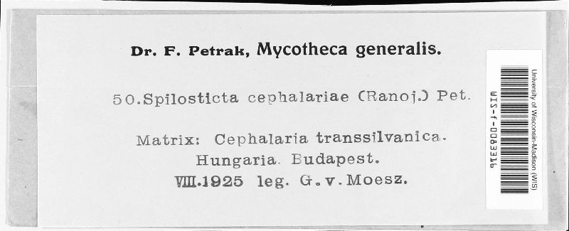 Spilosticta cephalariae image